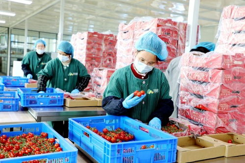 北纬34度的樱桃番茄工厂 算法如何定义丰收与几把串的未来