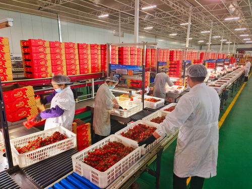 甘肃民乐 一穗串番茄如何扛起“全国单品冠军县”的雄心